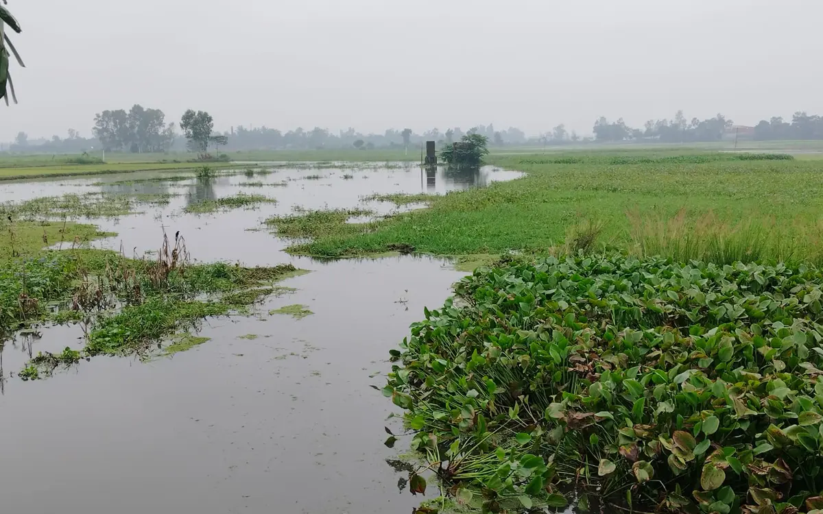 শেরপুরে জলাবদ্ধতায় বিপাকে কৃষক
