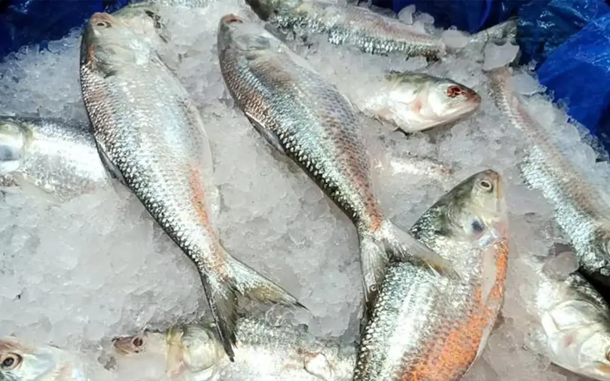 ভারতে ইলিশ রপ্তানি বন্ধে সরকারকে আইনি নোটিশ