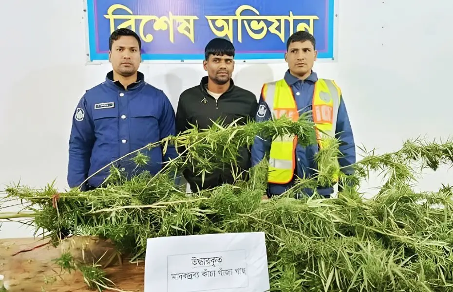 কুড়িগ্রামের ভূরুঙ্গামারীতে গাঁজার গাছসহ মাদক কারবারি গ্...