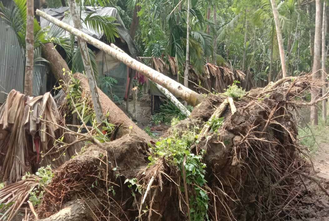কালবৈশাখী ঝড়ে বসতঘরে গাছচাপায় অন্তঃসত্ত্বা মা ও ছেলের মৃত্যু