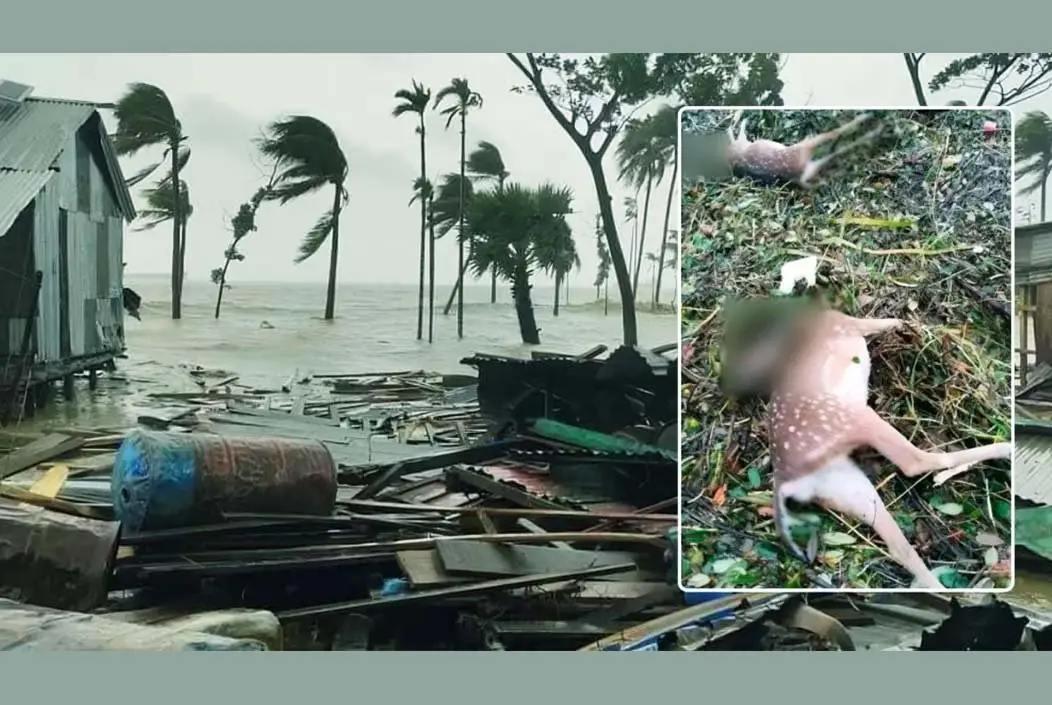 ঘূর্ণিঝড় রেমালের আঘাতে ডুবে গেছে নিঝুম দ্বীপ, বহু হরিণ...