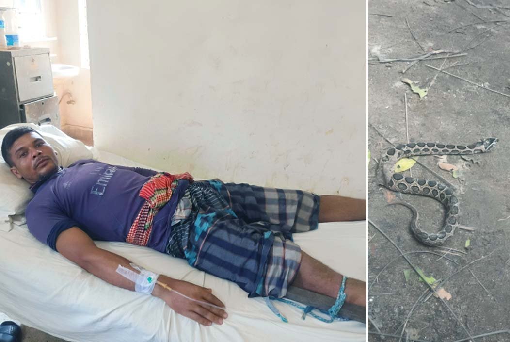 কামড় খাওয়ার পর জীবিত ‘রাসেলস ভাইপার’ নিয়ে হাসপাতালে কৃষক