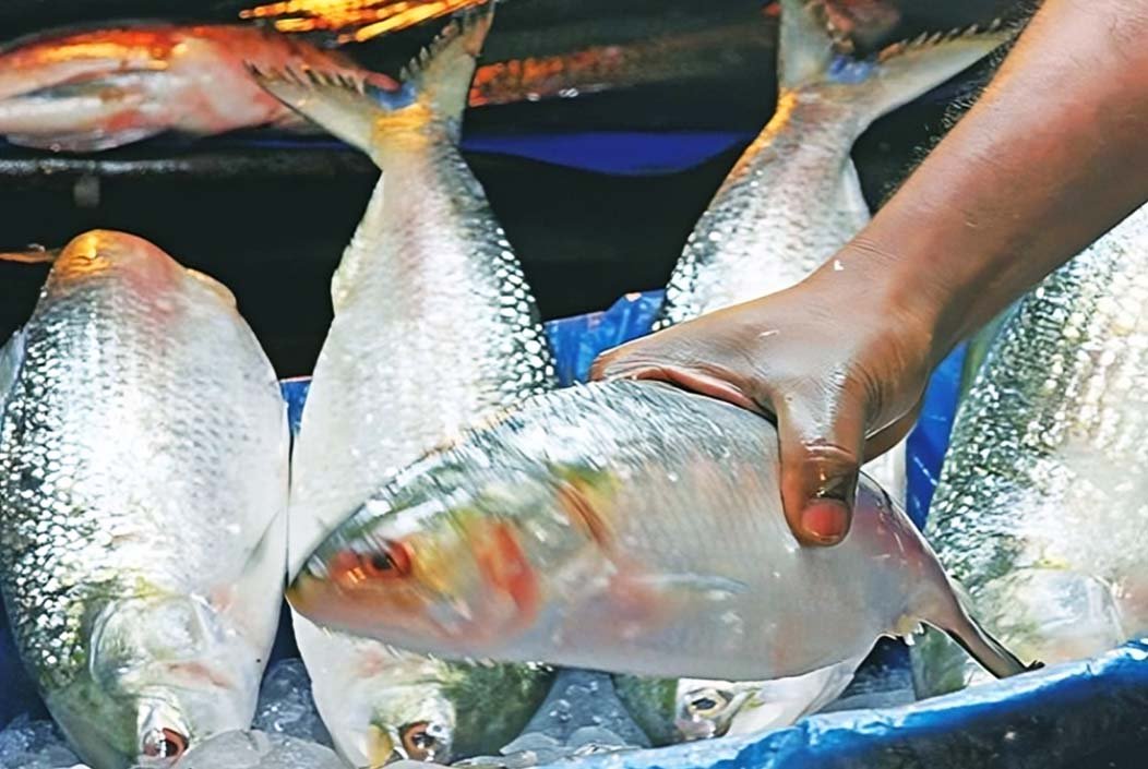 নদীর আসল ইলিশ কিনতে গিয়ে সাগরের ইলিশ কিনছেন নাতো?