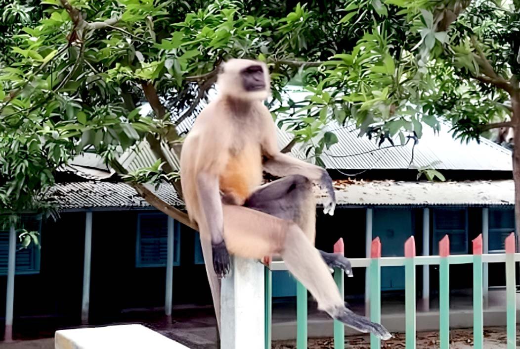 ধুনটে খাবারের সন্ধানে লোকালয়ে দলছুট হনুমান
