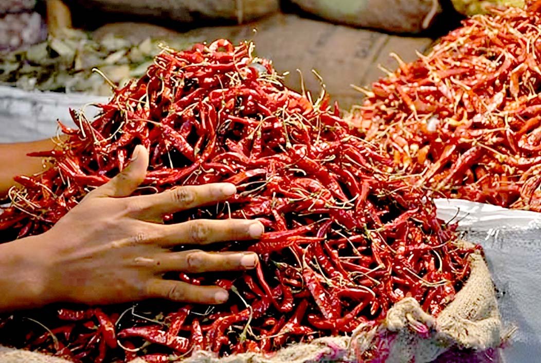 শুকনো মরিচের ঝাঁজ কম, কেজিতে কমেছে ১০০ টাকা