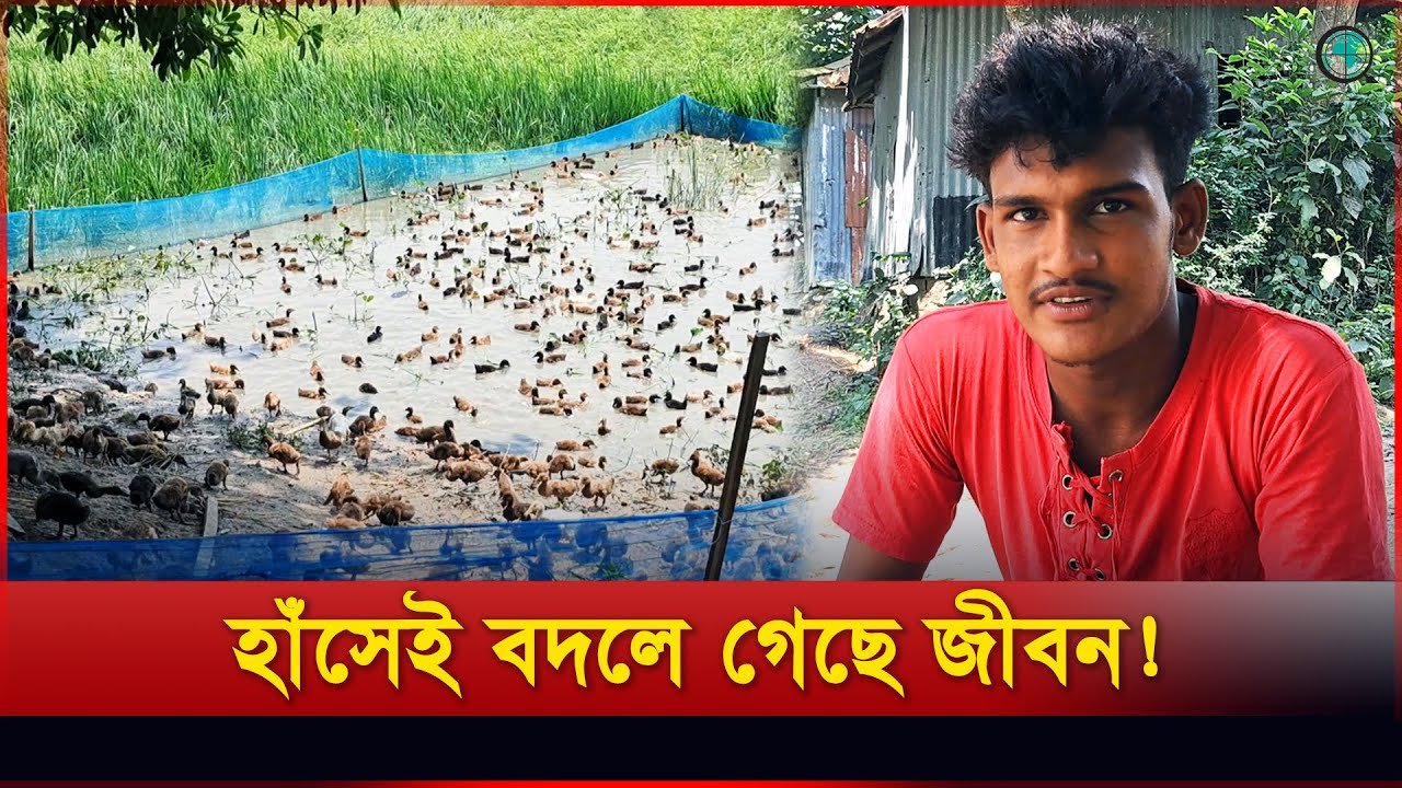 চাটমোহরে মুক্তচারণে হাঁস পালন করে লাখপতি আলিফ