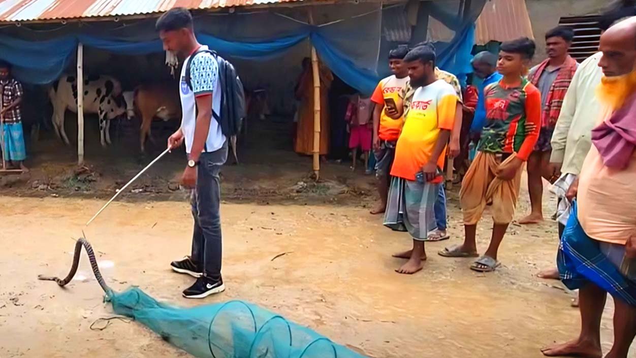 শেরপুরে জালে আটকা পড়া বিষধর পদ্ম গোখরা উদ্ধার