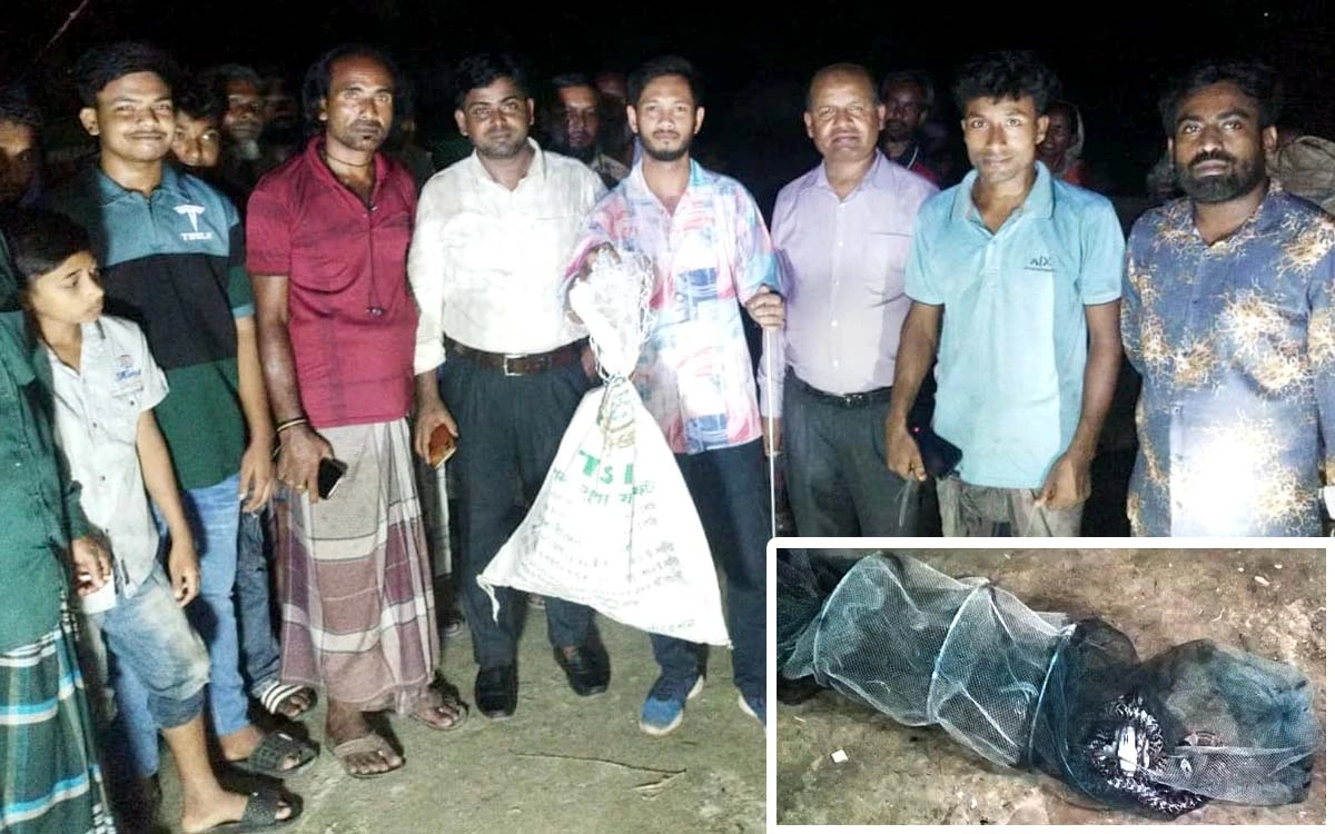 শিবগঞ্জে জালে আটকা পড়া ৭ ফুট লম্বা পদ্ম গোখরা উদ্ধার