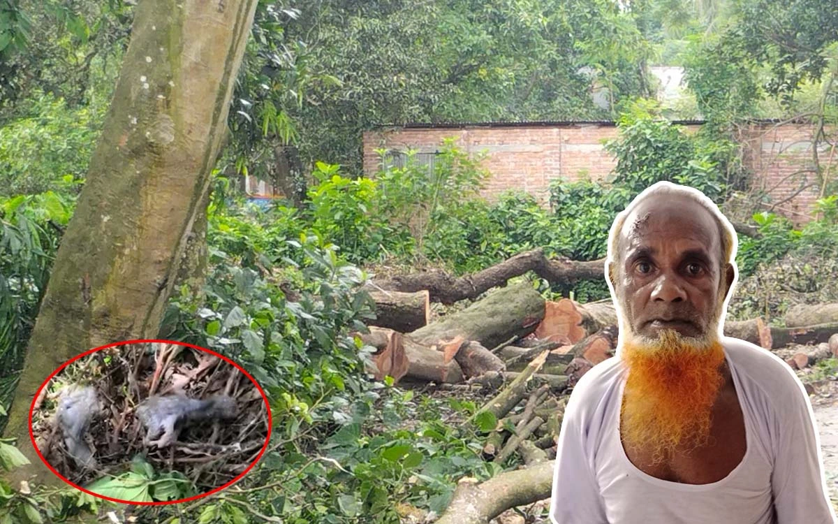 শেরপুরে পাখির বাসা ও ছানা নষ্টের মামলায় আজাহার গ্রেপ্তার