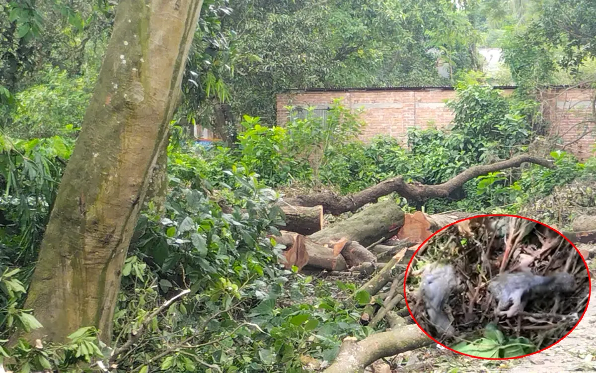 পাখি হত্যার দায়ে শেরপুরে গাছের মালিকের বিরুদ্ধে মামলা Onnetion অন্বেষণ