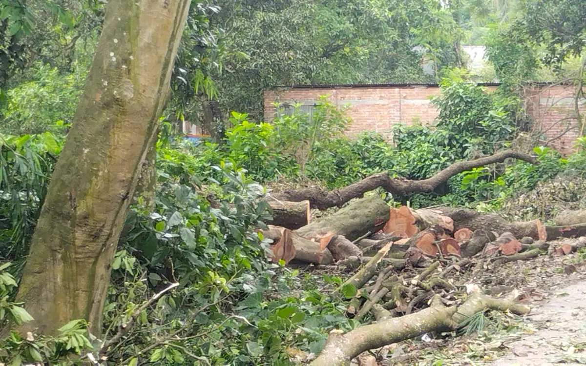 শেরপুরে গাছ কাটায় ধ্বংস হলো কয়েকশ পাখির ছানা ও ডিম