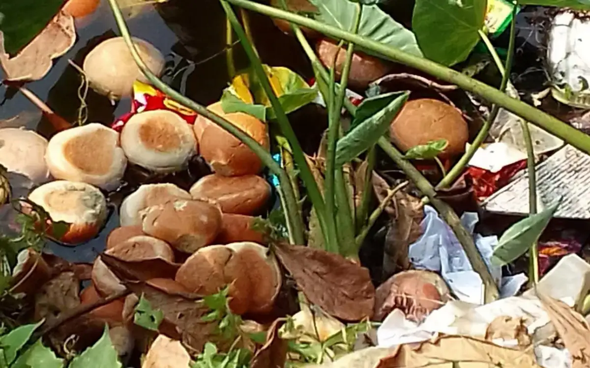 চাঁদপুরে শিক্ষার্থীদের মিড ডে মিলের রুটি পুকুরে, তদন্তের নির্দেশ
