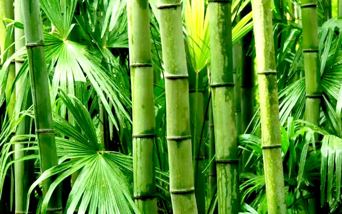 আজ বিশ্ব বাঁশ দিবস