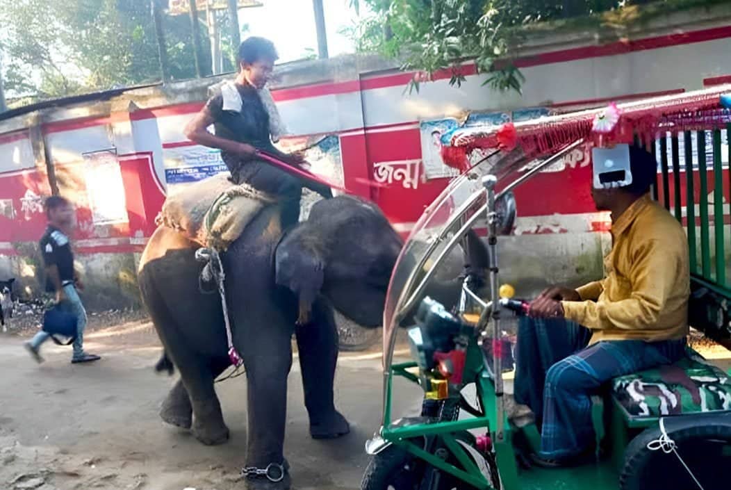 গাজীপুরে হাতি দিয়ে চাঁদাবাজি