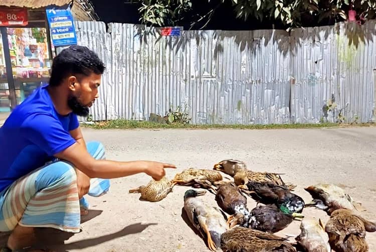 বরগুনায় বিষ প্রয়োগে ১৬টি হাঁস হত্যা, থানায় অভিযোগ উঠেছে