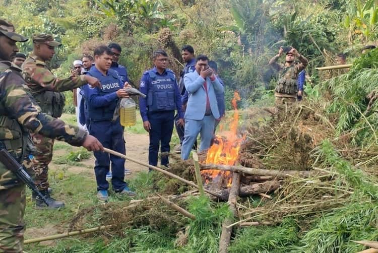 খাগড়াছড়ির গুইমারায় ১০ কোটি টাকা মূল্যের গাঁজা ক্ষেত ধ্বংস