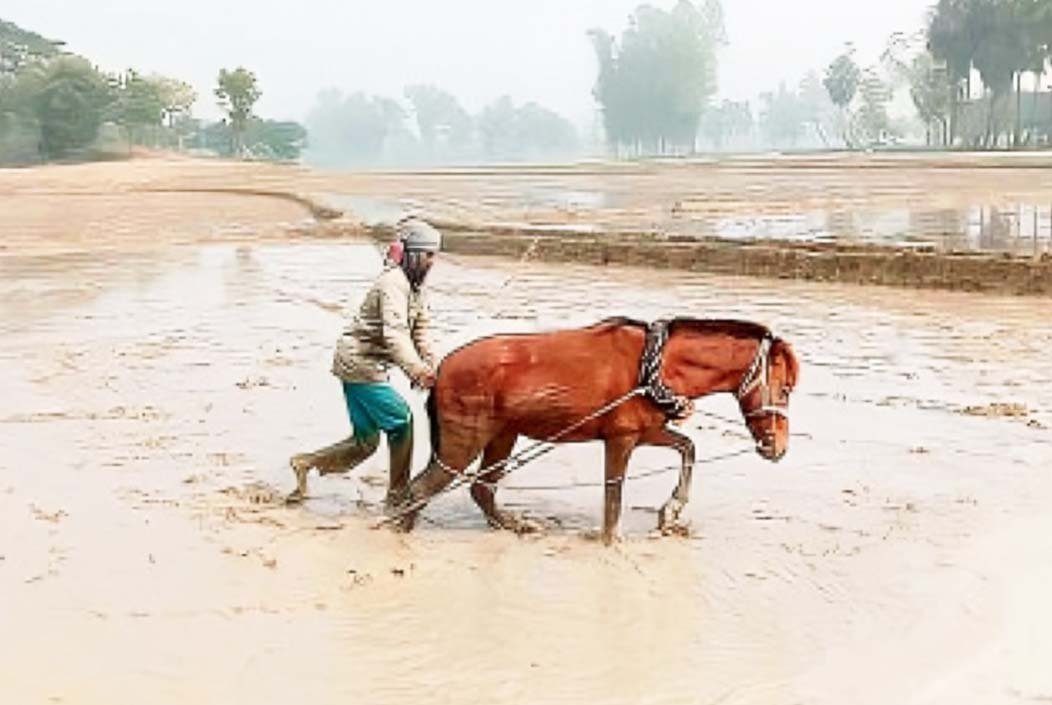 নওগাঁয় ট্রাক্টরের বদলে ঘোড়া দিয়ে জমি চাষ