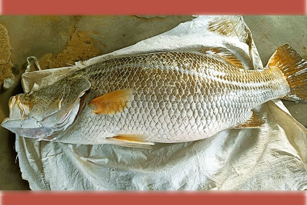 বঙ্গোপসাগরে ধরা পড়ল ২০ কেজির কোরাল মাছ