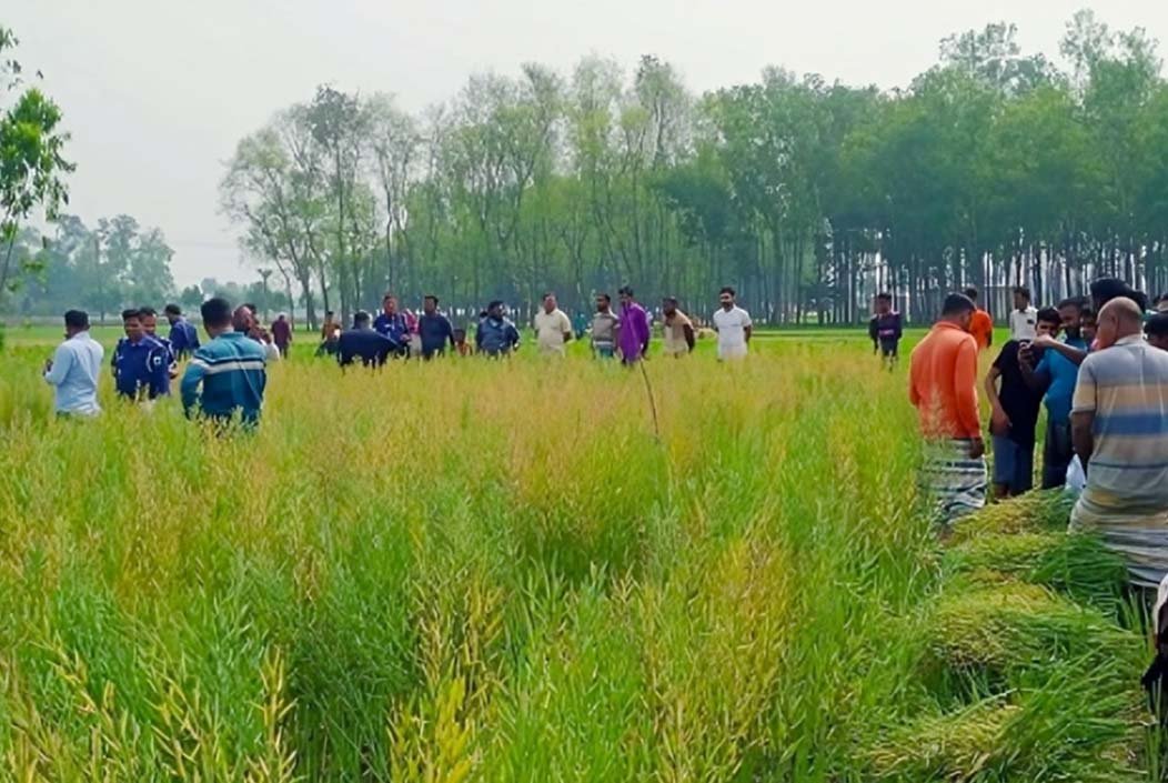 বগুড়ার নন্দীগ্রামে সরিষার ক্ষেত থেকে কিশোরের অর্ধগলিত মরদেহ উদ্ধার