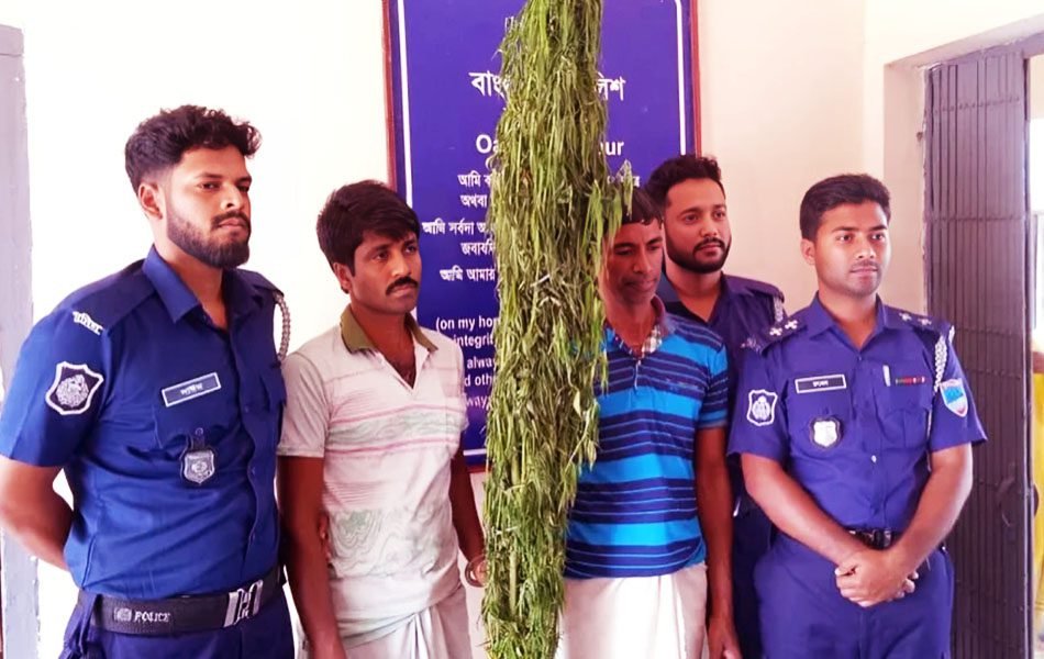 খুলনার বটিয়াঘাটায় পোলট্রি খামার থেকে গাঁজার গাছসহ আটক ২