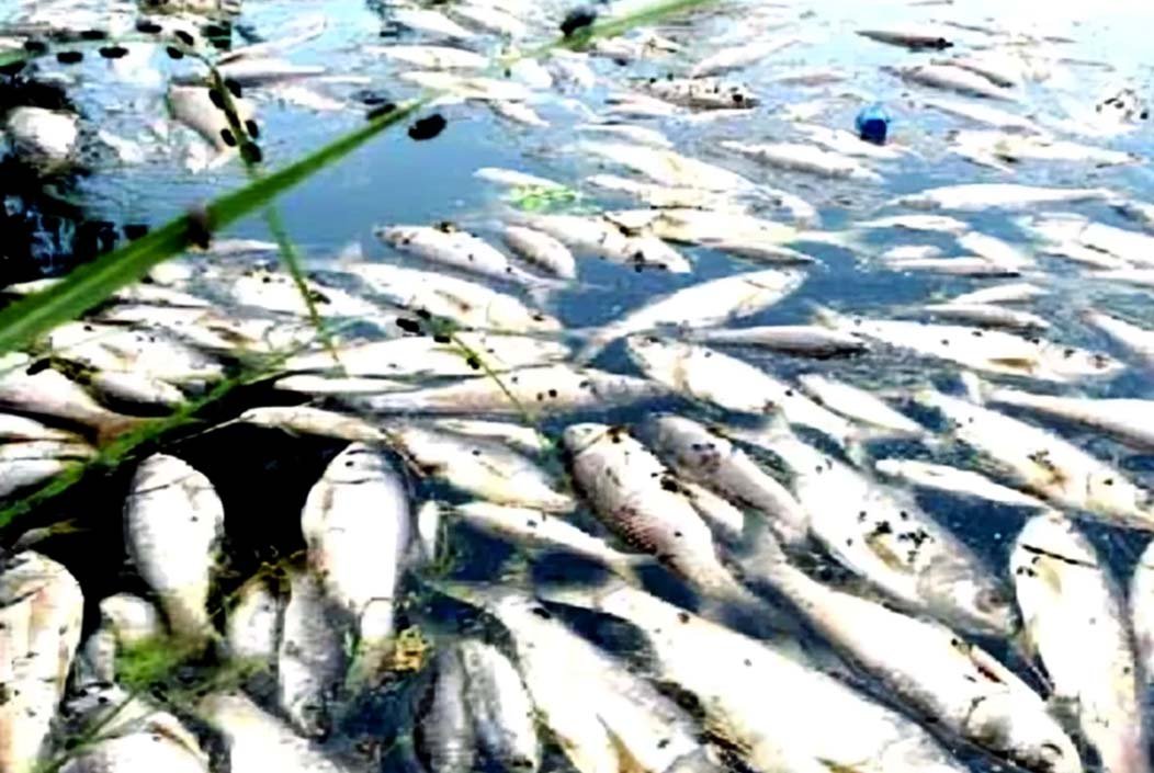 নওগাঁর মান্দায় পুকুরে বিষ প্রয়োগ করে লাখ টাকার মাছ নিধন