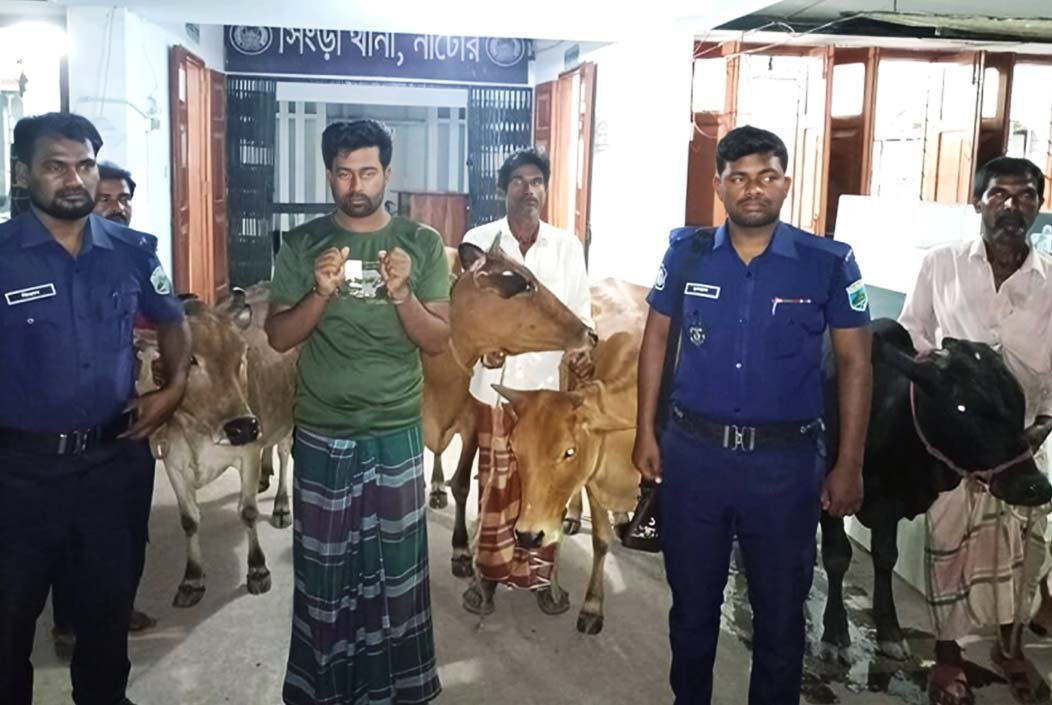 নাটোরের সিংড়ায় ৪টি চোরাই গরু উদ্ধার, আটক ১