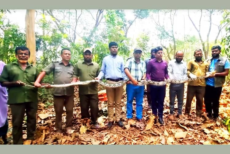 রাঙ্গামাটিতে হাঁসের খামার থেকে ১৪ ফুটের অজগর উদ্ধার