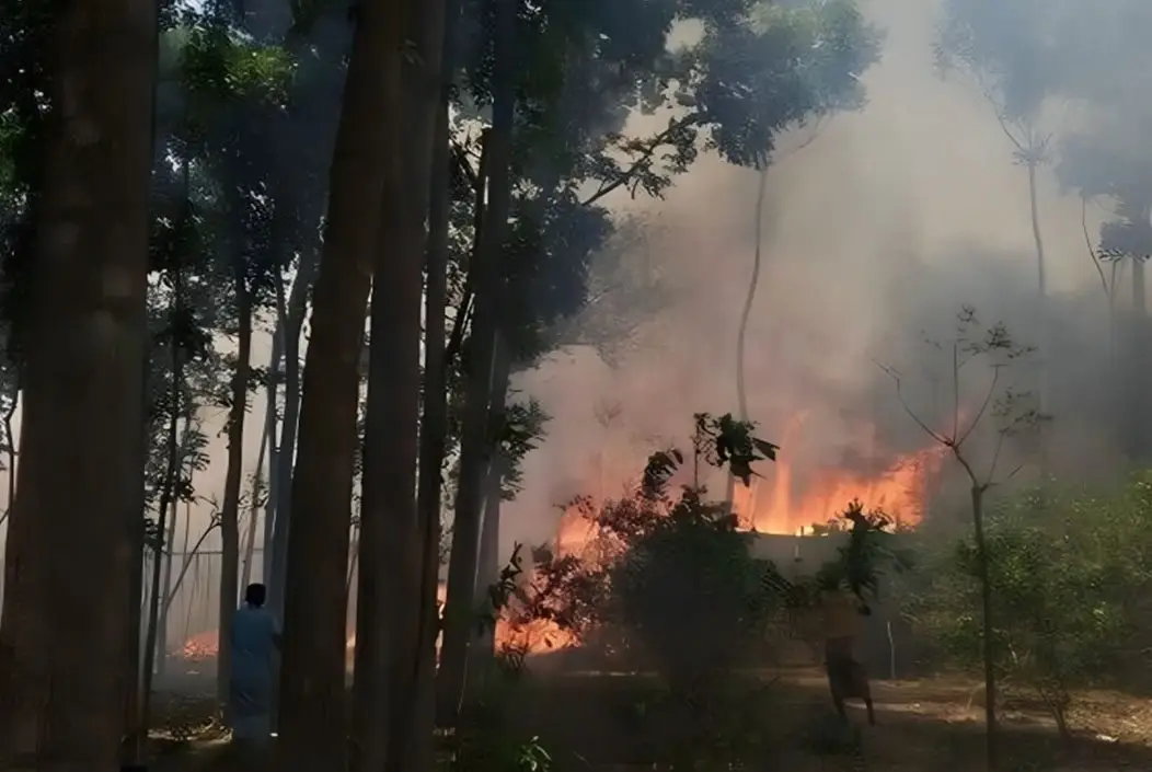 কুষ্টিয়ার দৌলতপুরে আগুনে ১৪ বিঘা পানের বরজ পুড়ে ছাই
