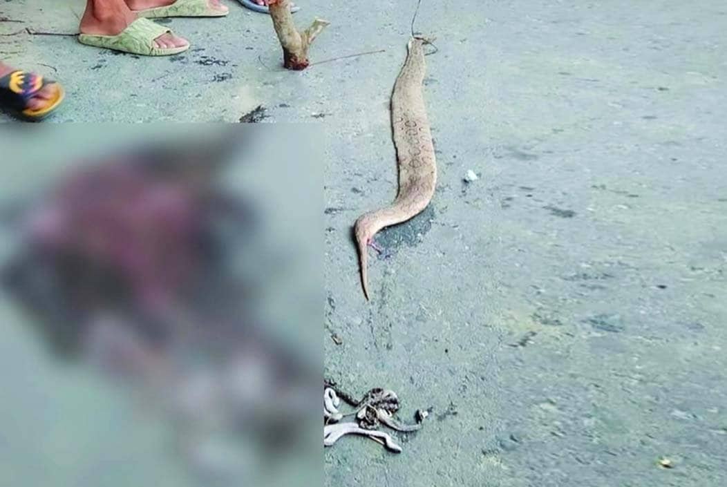 মাদারীপুরে ৩৪টি বাচ্চাসহ রাসেল ভাইপার পিটিয়ে হত্যা