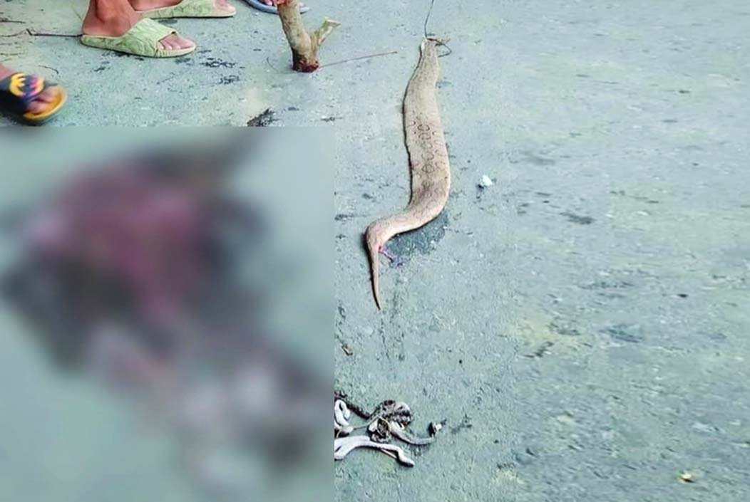 মাদারীপুরে ৩৪টি বাচ্চাসহ রাসেল ভাইপার পিটিয়ে হত্যা