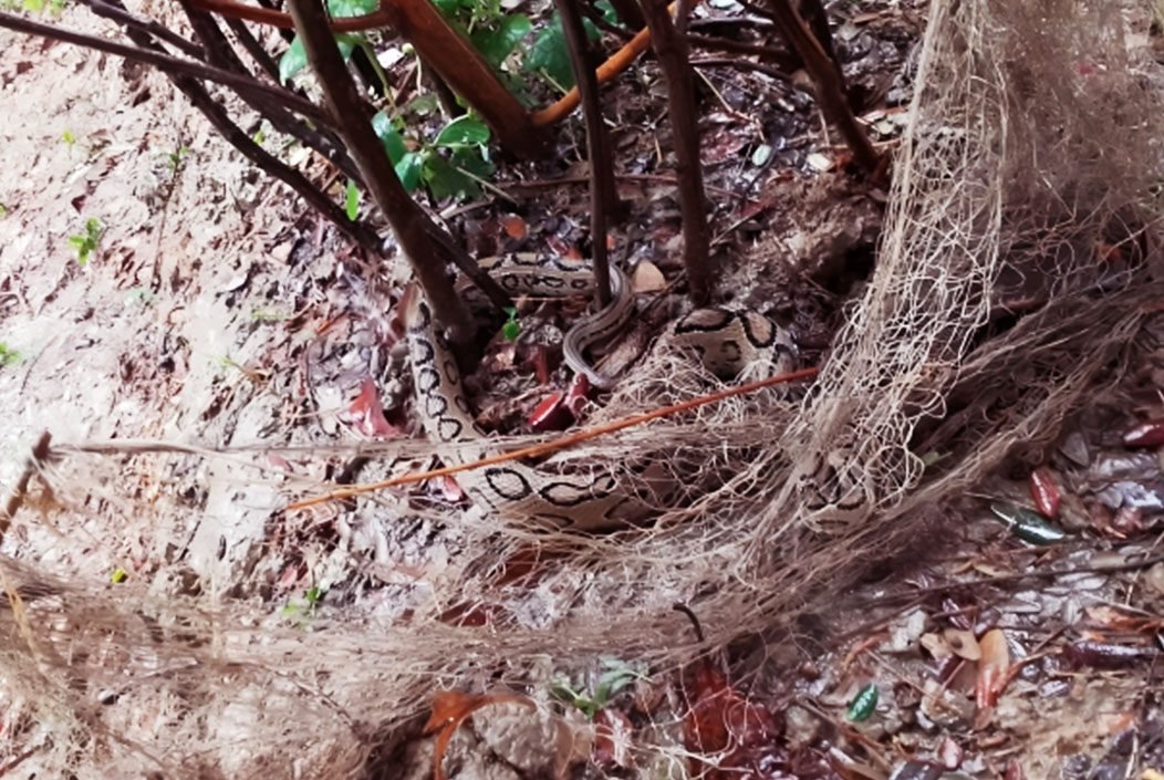 পটুয়াখালীর কলাপাড়ায় কৃষকের জালে ধরা পড়ল রাসেলস ভাইপার