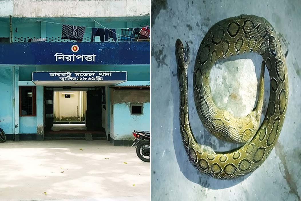রাজশাহীর চারঘাট থানার ওয়াশরুমে মিলল রাসেলস ভাইপার
