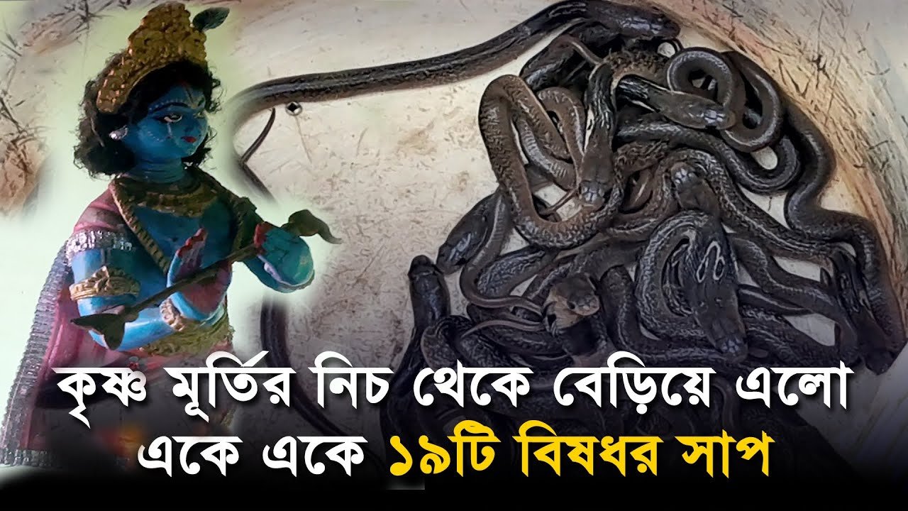 কৃষ্ণ মূর্তির নিচ থেকে বেড়িয়ে এলো একে একে ১৯টি বিষধর সাপ