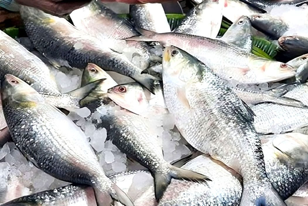 ভারতে ৩ হাজার টন নয়, ইলিশ রপ্তানি হবে ২ হাজার ৪২০ টন