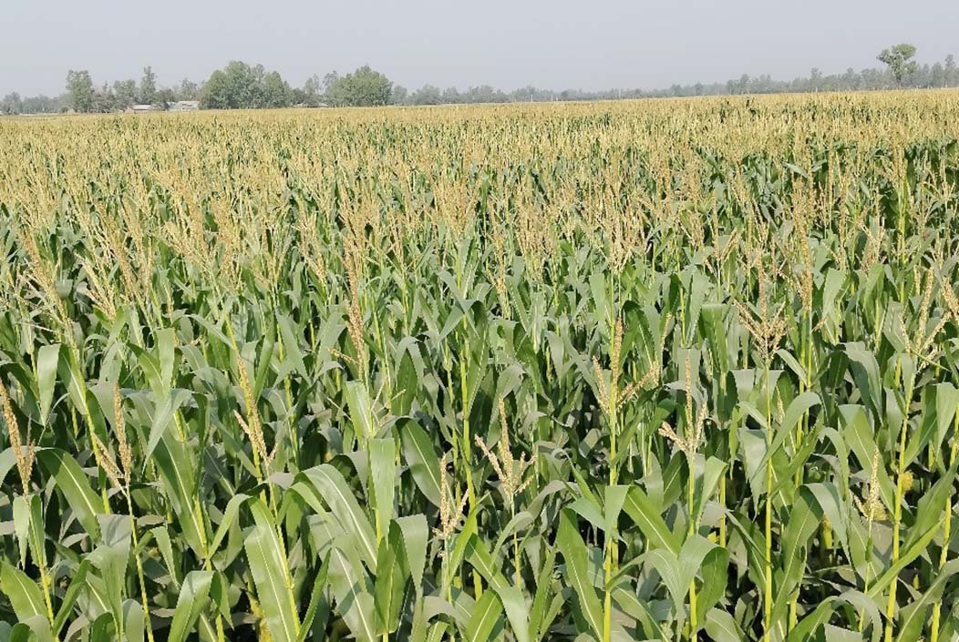 ভুট্টায় দ্বিগুণ লাভ, ধান ছেড়ে নতুন সম্ভাবনার পথে শেরপুরের কৃষকরা