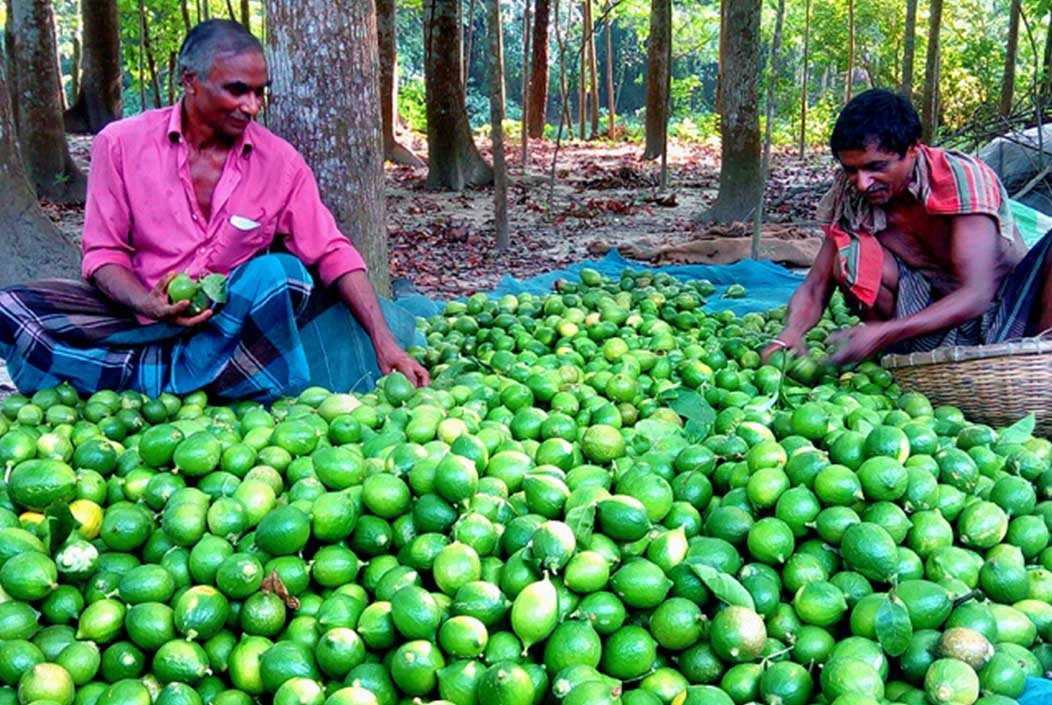 লেবুর দেশেই চড়া লেবুর দাম, বিপাকে ক্রেতারা