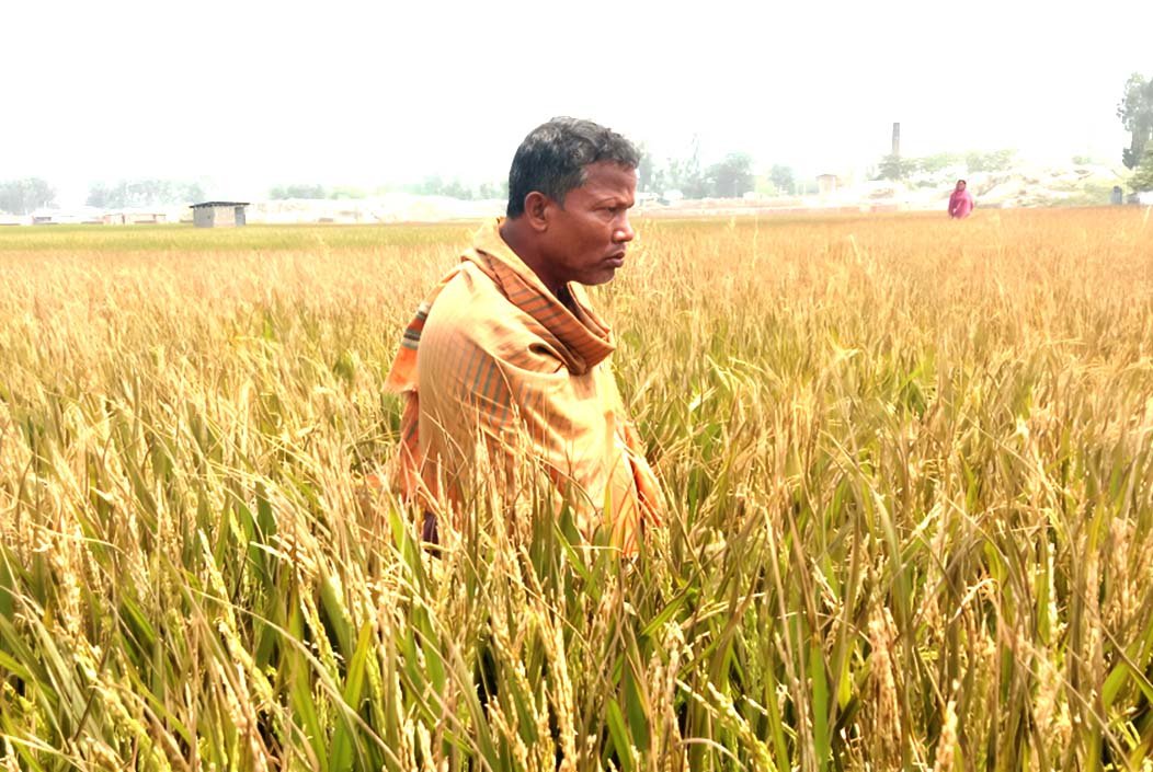 ইটভাটার বিষাক্ত ধোঁয়ায় ঝলসে গেল কৃষকের সোনালি স্বপ্ন
