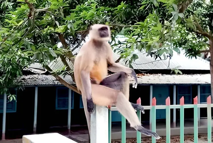 ধুনটে খাবারের সন্ধানে লোকালয়ে দলছুট হনুমান
