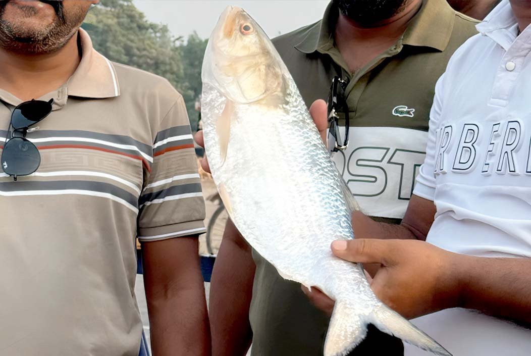 পদ্মার এক ইলিশ সাড়ে ৮ হাজারে বিক্রি
