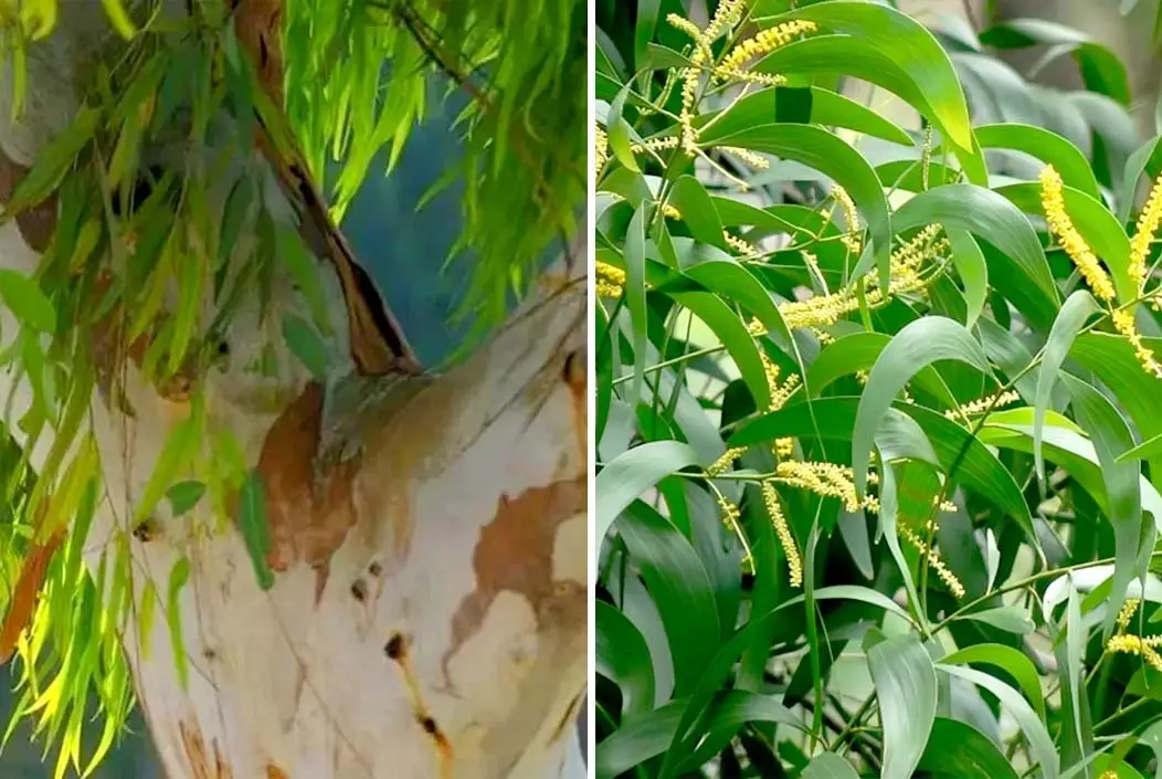 পরিবেশ রক্ষায় ইউক্যালিপটাস ও আকাশমনি গাছ রোপণ-বিক্রি ন...