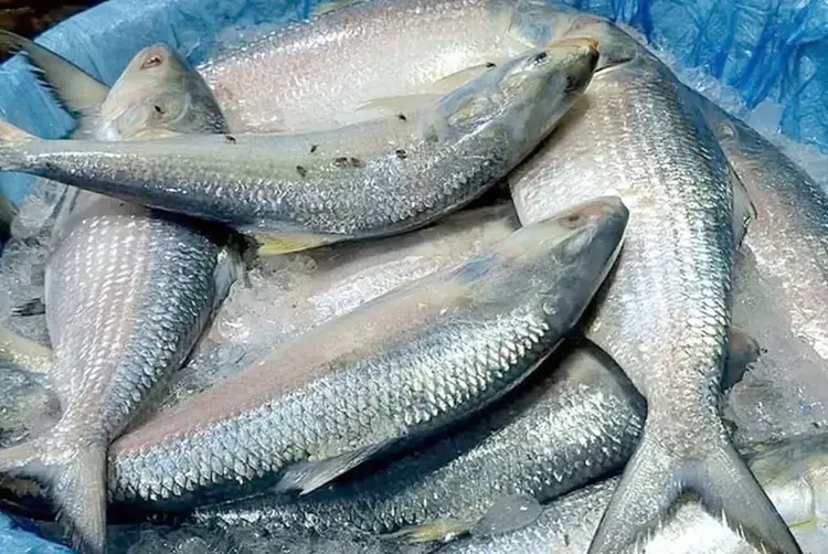 ইলিশের কেজিতে দাম কমল ৫০০ টাকা