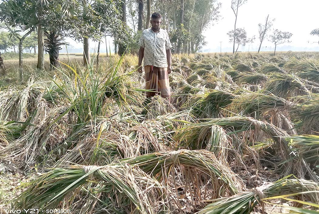 শেরপুরে আমনের পর আলুর চিন্তা, সার সংকটে কৃষকের নবান্ন ম্লান