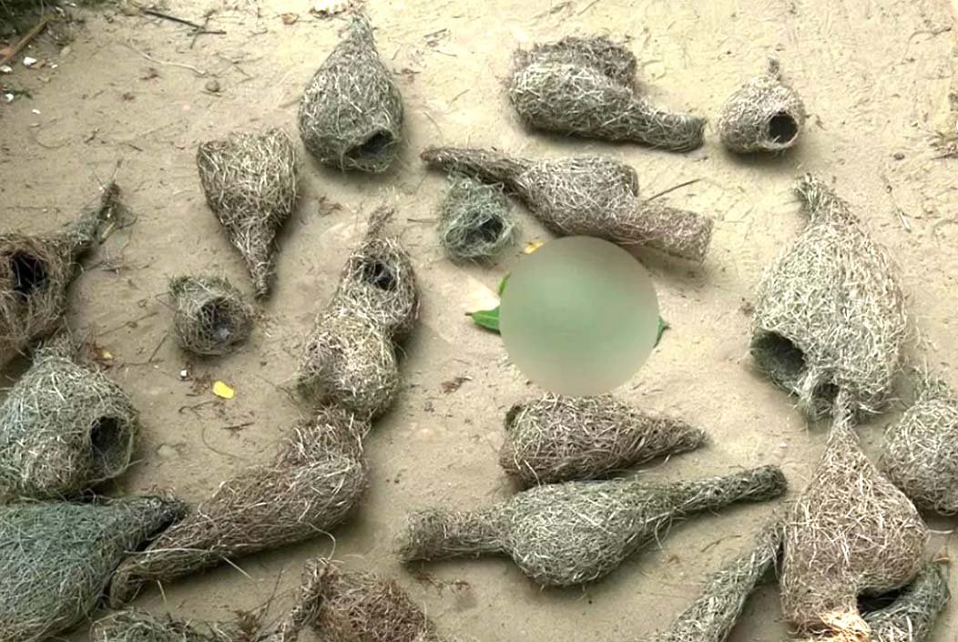 চট্টগ্রামে ধান খাওয়ার অভিযোগে বাবুই পাখির ৩০ ছানা হত্যা, অভিযুক্তকে কারাদণ্ড