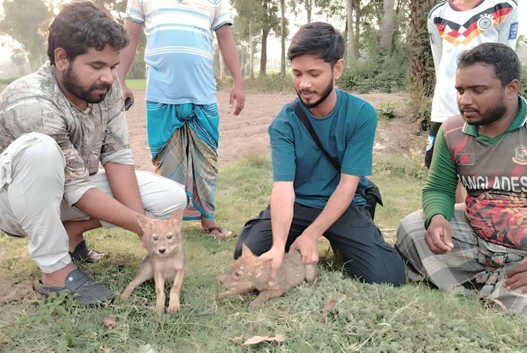 শেরপুরে পরিত্যক্ত কুয়া থেকে ১৫ দিন পর শিয়ালের বাচ্চা উদ্ধার