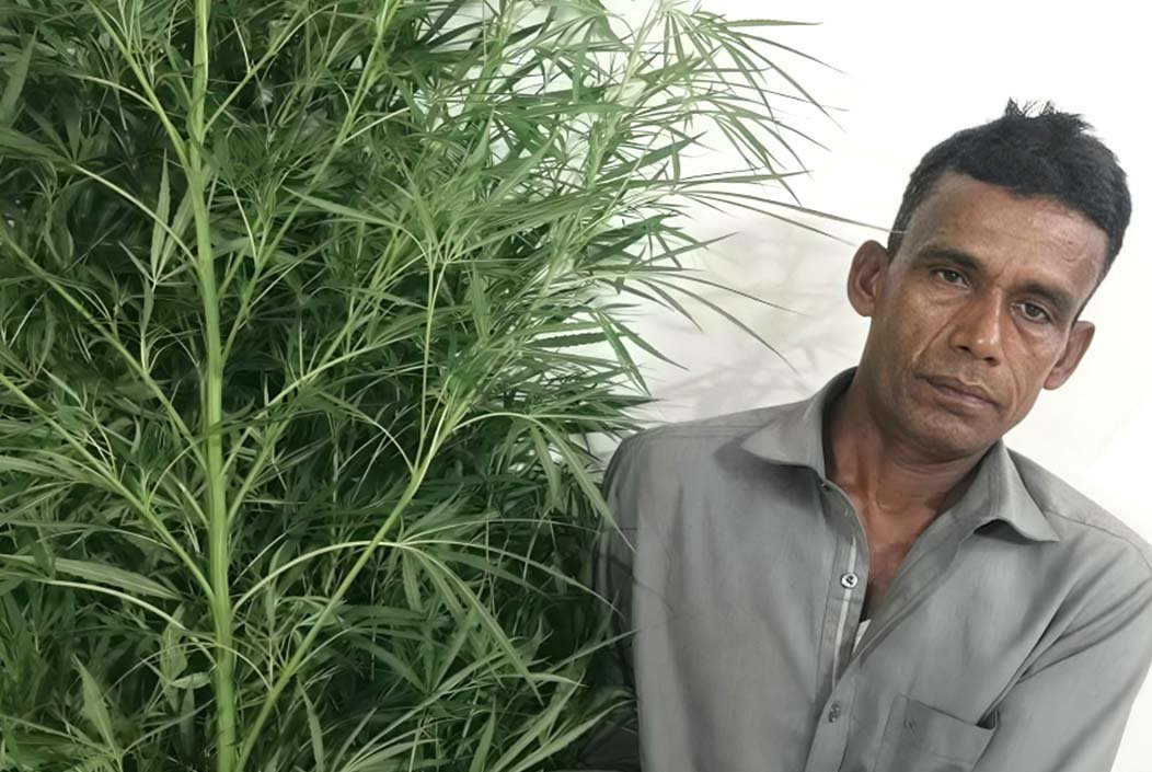 বরিশালে ১০ ফুটের দুই গাঁজা গাছসহ কৃষক আটক