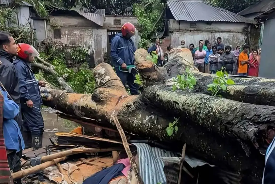 বগুড়ায় কালবৈশাখীর তাণ্ডব, দোকানে গাছ পড়ে ব্যবসায়ীর ...