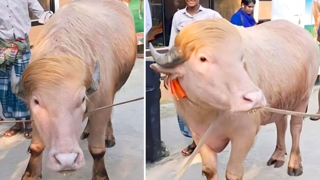 কুরবানি থেকে রক্ষা পেল ‘ডোনাল্ড ট্রাম্প’ মহিষ, রাখা হচ্ছে মিরপুর চিড়িয়াখানায়