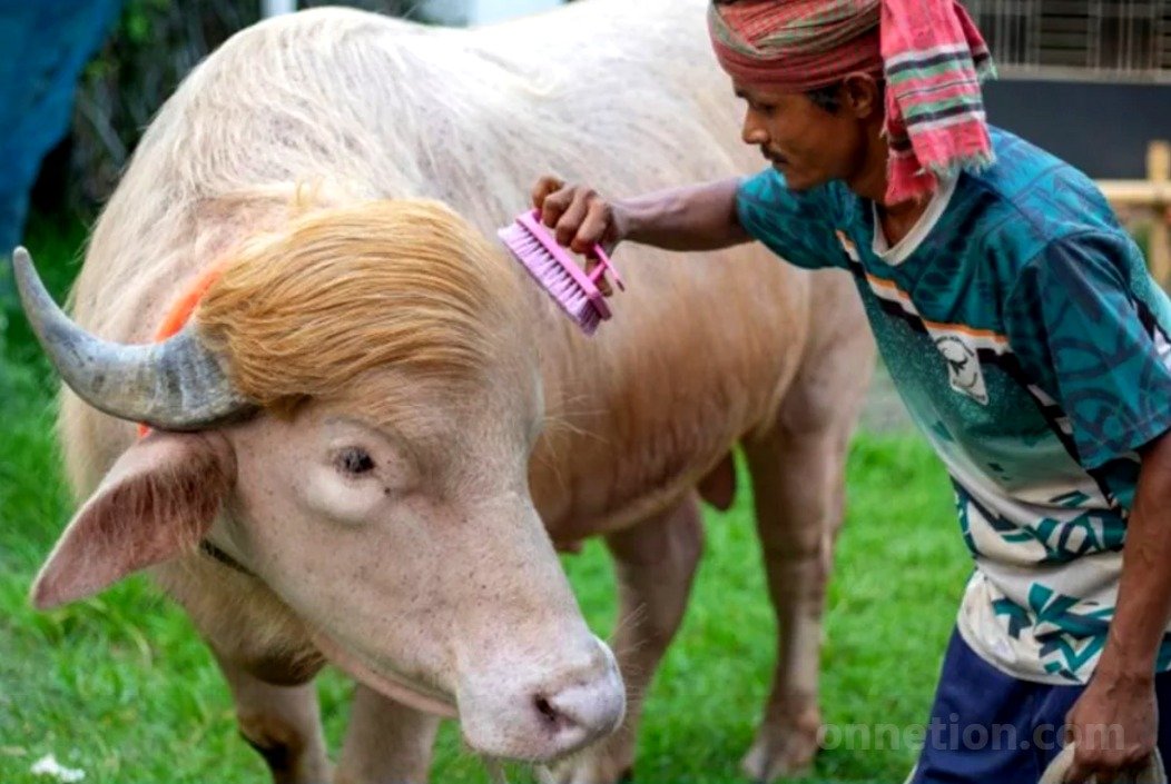 স্বরাষ্ট্রমন্ত্রীর হস্তক্ষেপে কোরবানি হচ্ছে না আলোচিত মহিষ ‘ডোনাল্ড ট্রাম্প’