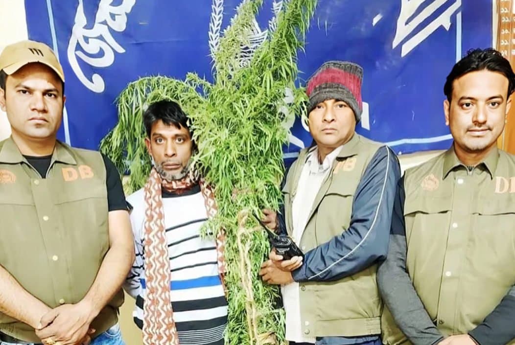 নড়াইলের কালিয়াতে নিজের জমিতে গাঁজা চাষ, আটক ১