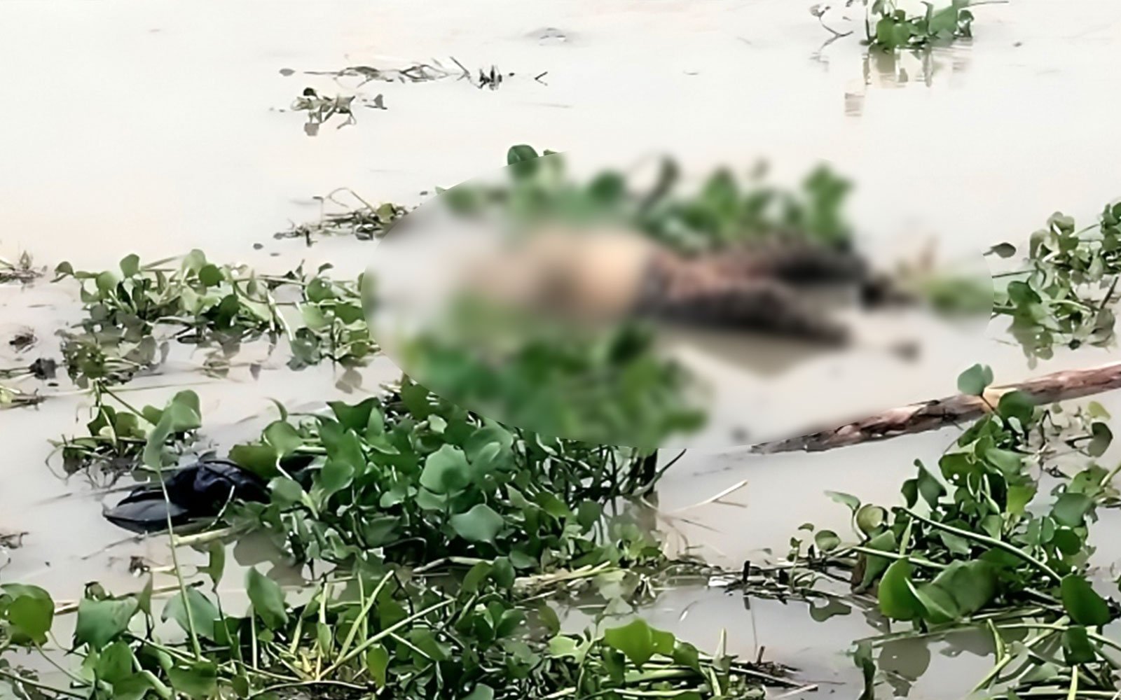ধুনটে যমুনা নদীতে ভাসমান নারীর মরদেহ, পরিচয় মেলেনি